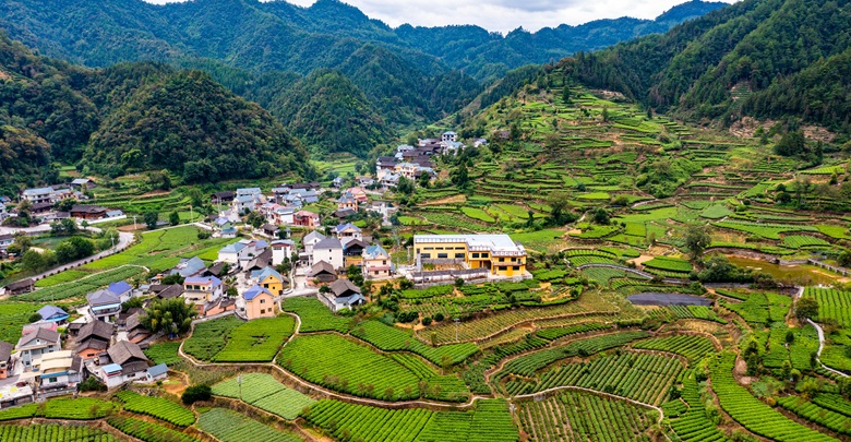 茶鄉秋色入畫(huà)來(lái)